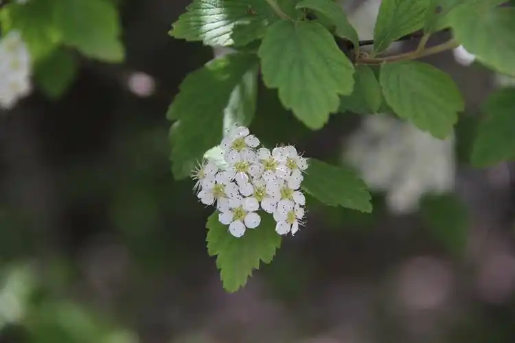 绣线菊谷雨开一时卷起千堆雪