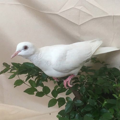 包活宠物鸟活苗活物观赏鸽活体     朴彩(pucai) 白魔术鸽子青年1只