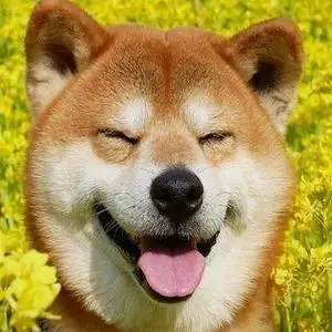 超萌超可爱的柴犬微信头像12