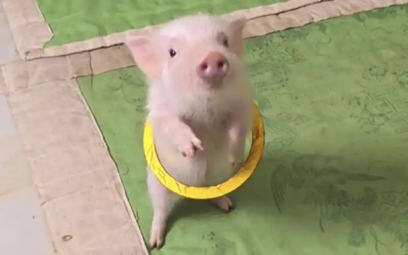 萌萌的小猪,又可爱又好玩