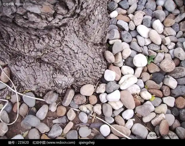 树根下的鹅卵石