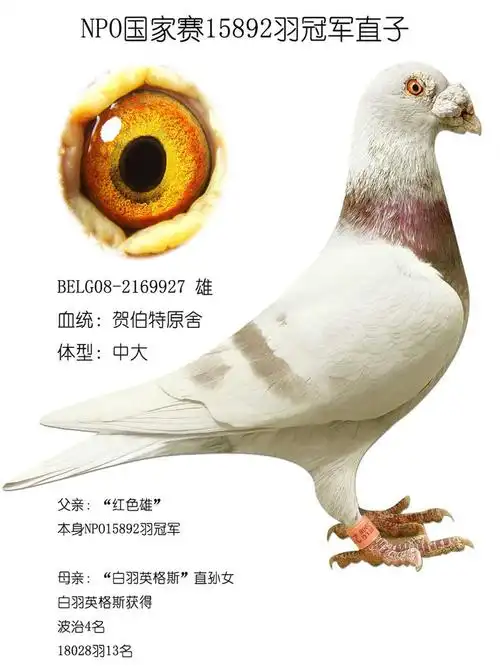 信鸽在线拍卖平台 - 中国信鸽信息网