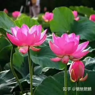 你们妈妈的微信头像都是什么样的