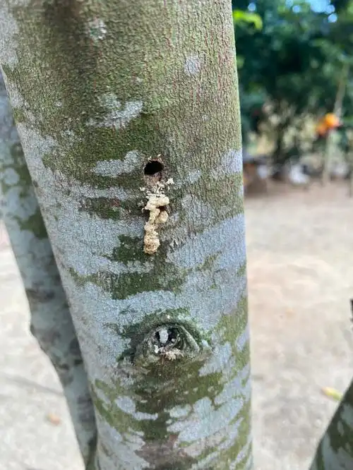 奇楠沉香的特征天然结香