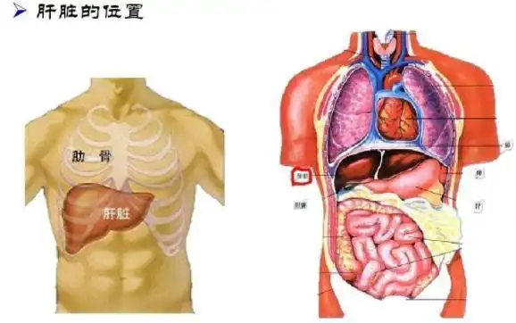 今天一次告诉你 - 胆在人体的哪个部位图 - 实验室设备网
