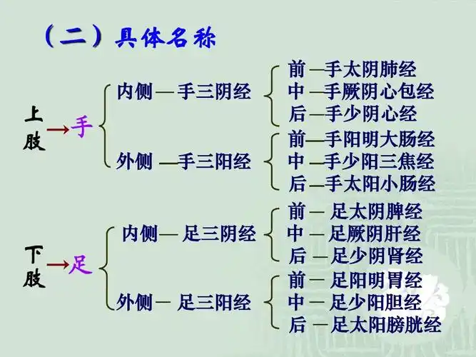 (二)具体名称 上 肢 手 外侧 手三阳经 内侧 手三阴经 前 中 后 前 中