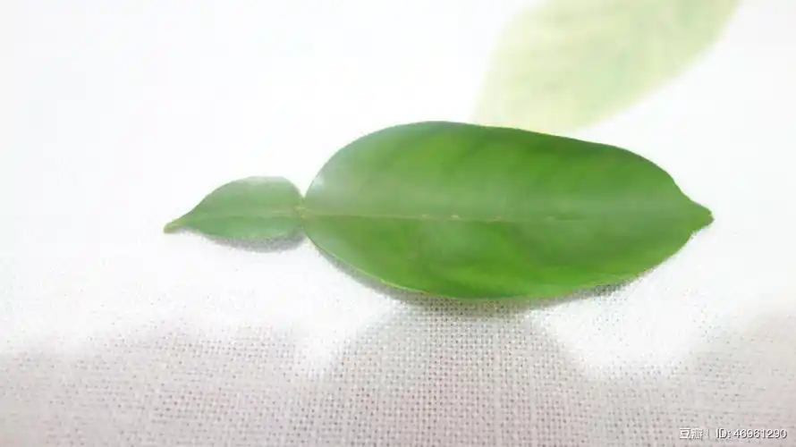 柚子树,单身复叶