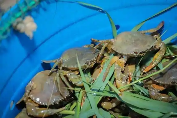 南沙青蟹具有独特的风味,肉质饱满,鲜味中带有甘甜.