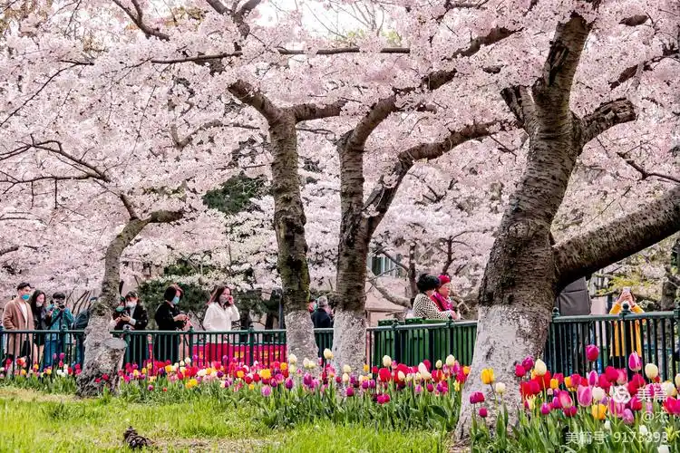 青岛市中山公园"樱花盛开"