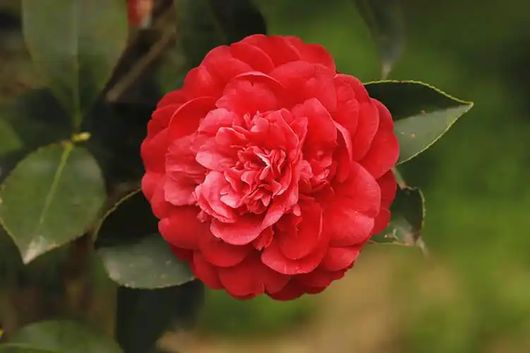 生态微距:山茶花红艳又香 (共 9 p)