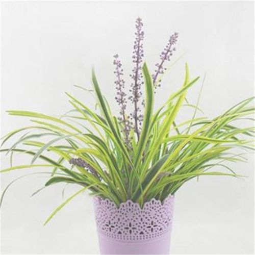 四季常绿吉祥草,金边吉祥草,观音草, 盆栽植物,阳台花卉 四季常绿