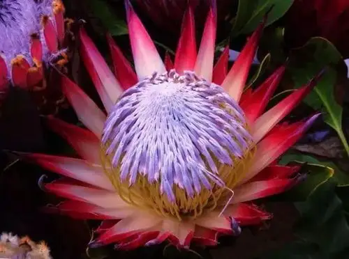 帝王花花如其名高贵优雅