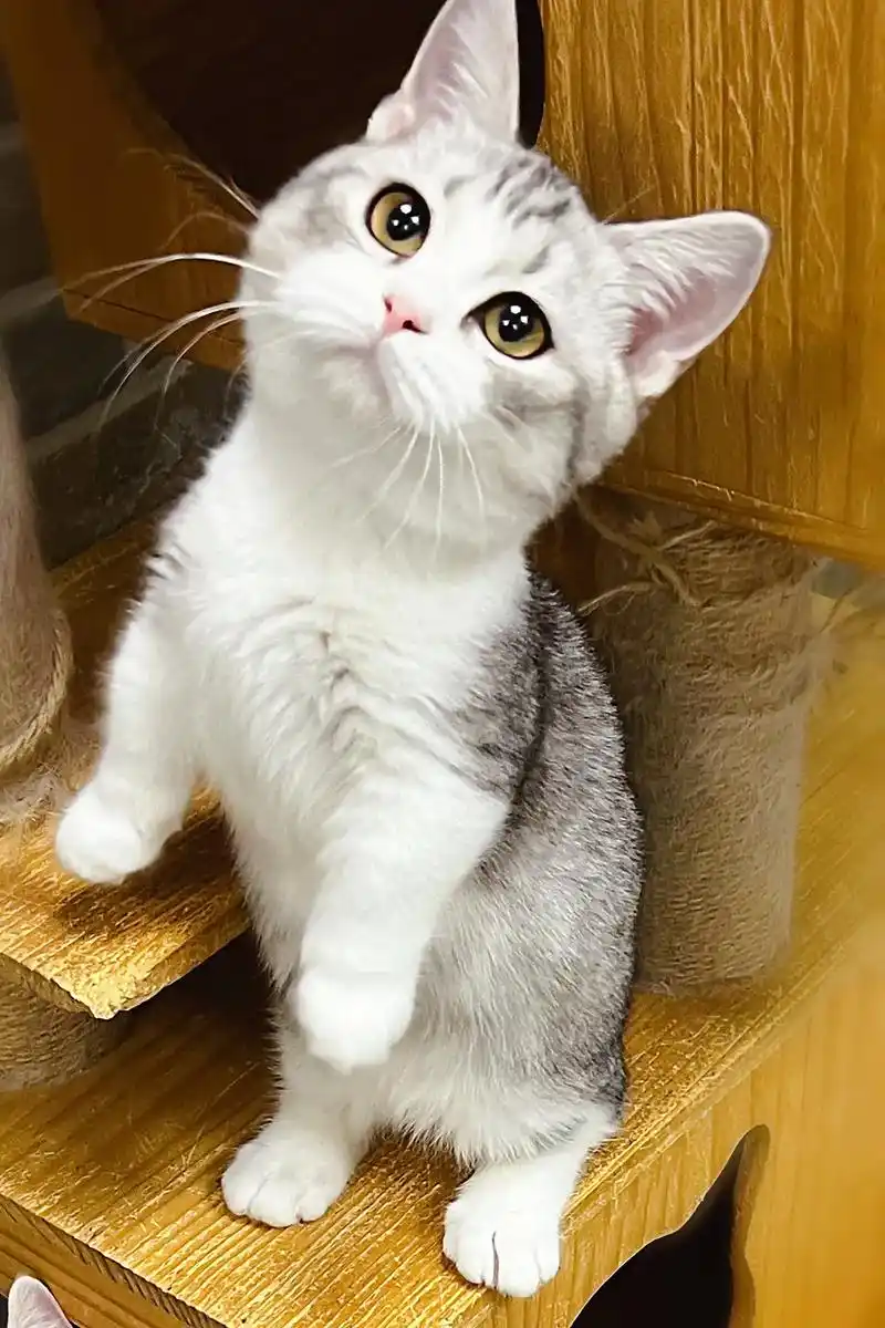 你是一只有网红潜质的小猫咪!银白矮脚弟弟.超级甜,很黏人,爱 - 抖音