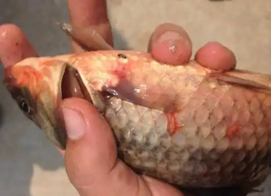 鲫鱼鳃出血的十年回顾_病毒性病_西南渔业网 水花鱼 水产养殖专业网