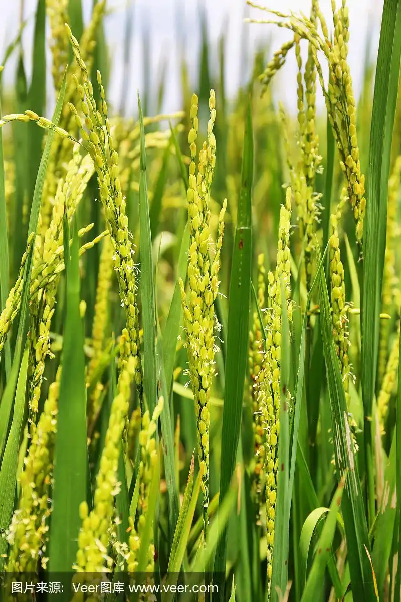 印度喀拉拉邦kumarakom附近田地里的水稻穗的细节特写