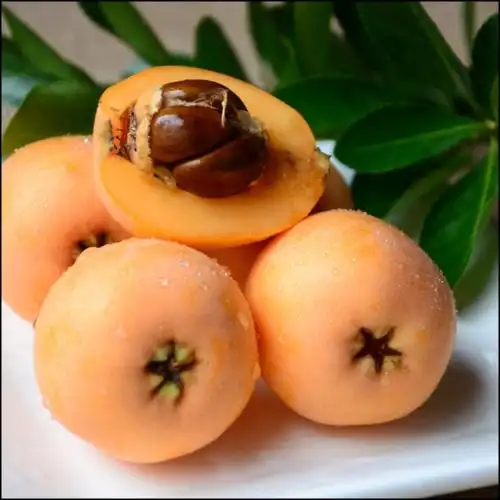 赶场小站"千锤百炼,金枇杷"诚邀您一起来尝鲜!