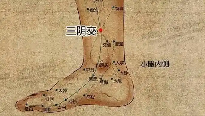 三阴交为足太阴脾经常用腧穴之一,为足三阴经(肝,脾,肾)的交会穴,出自