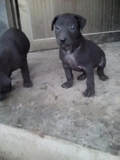 出售黑狼犬幼犬,公母均有,保证存活