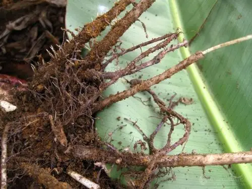 [香蕉]线虫危害还是生理性病害?--香蕉