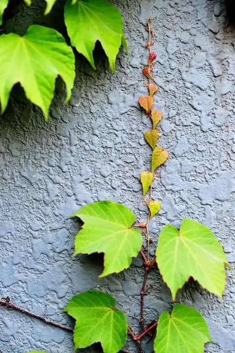 爬山虎是什么茎