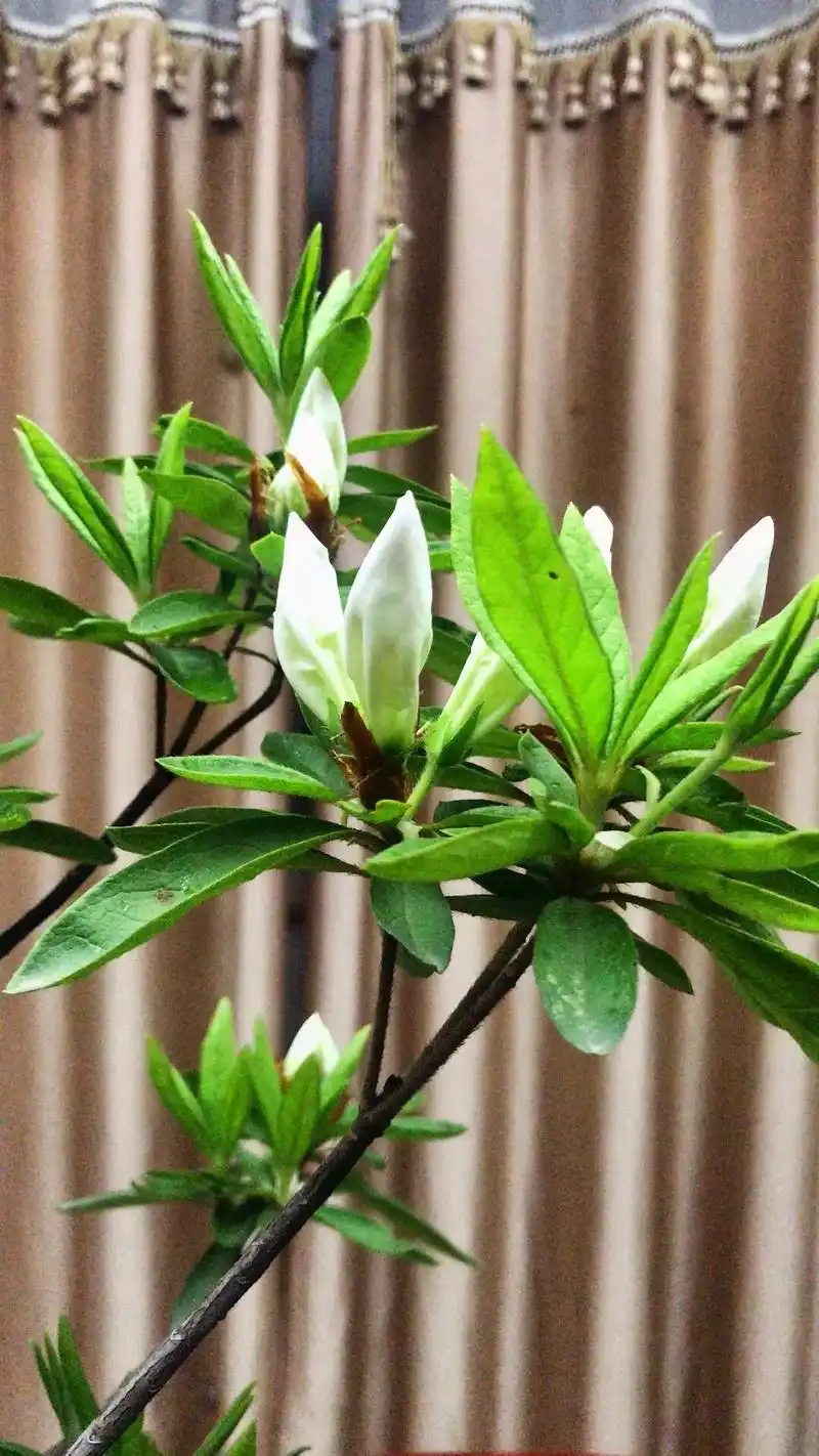 清新脱俗:白杜鹃花花色洁白素雅,给人一种清新,灵动的感觉.纯 - 抖音