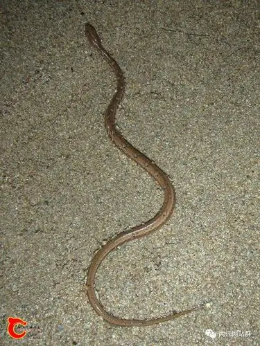 两江网站群微信公众号2017年第113期