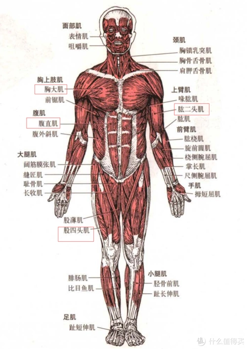 健身,做更好的自己,篇二:抗阻训练_体育项目_什么值得买
