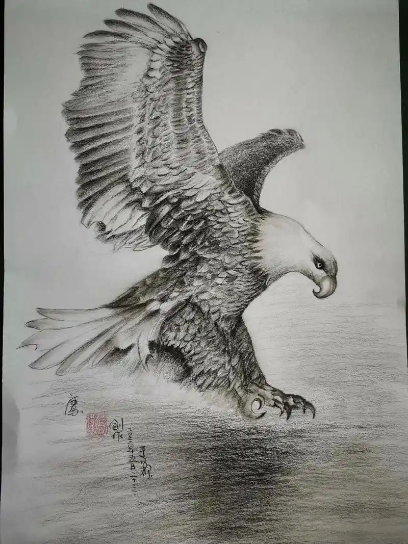 素描绘画,#原创 《鹰》又是一只白头鹰腾空而起,#记录精彩 - 抖音