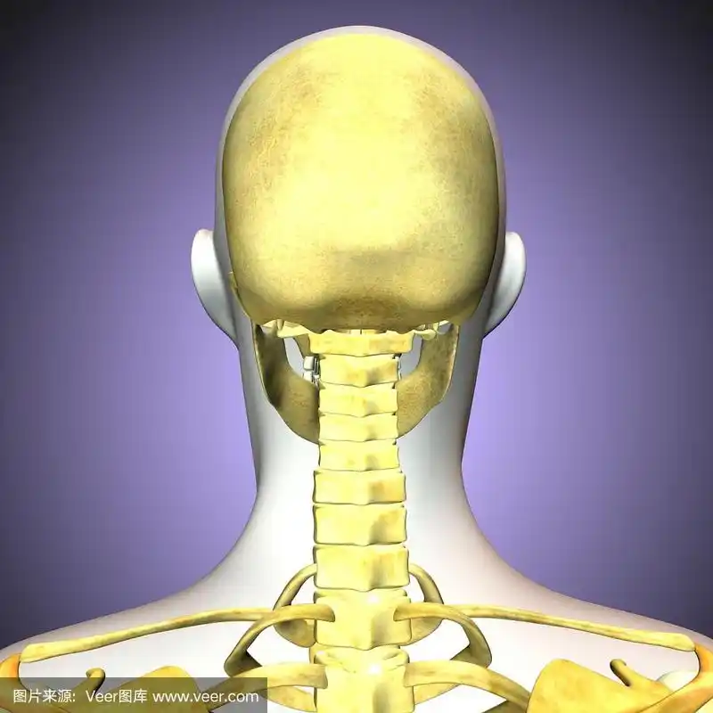 3d插图人体后脸颅骨
