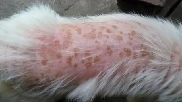 狗狗皮肤病示意图