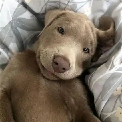 又搞笑又贱的狗图片大全 狗的照片搞笑的图片_qq头像个性网