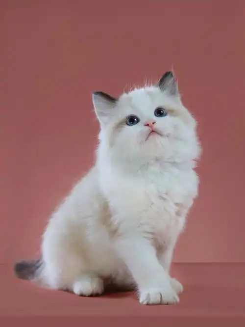 北京cfa猫舍布偶猫海双弟弟小紫已有新家