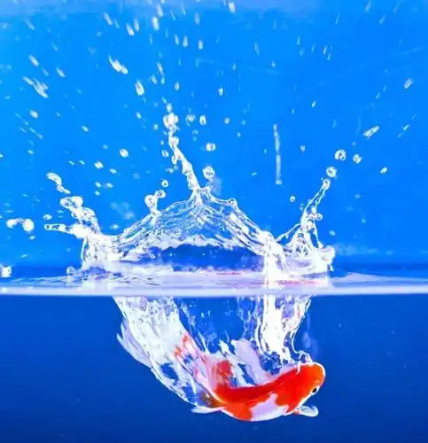 惠画堂黄土坡校区大师二班第二课时《鱼游濠水》