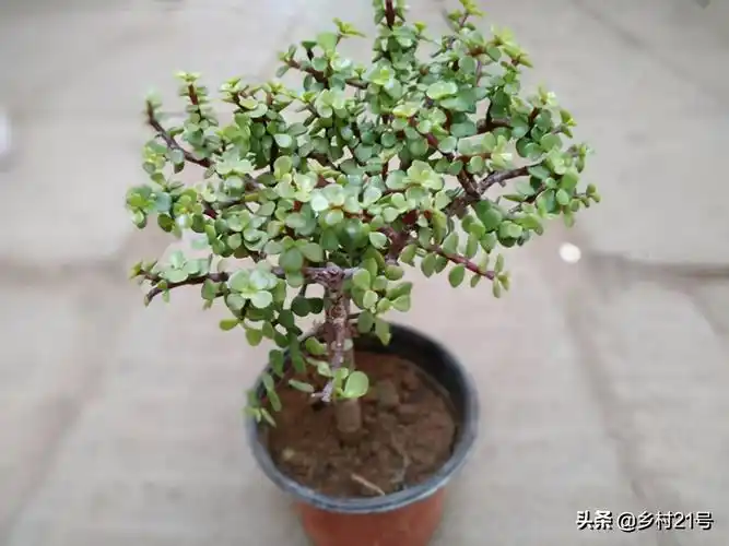 易混淆金枝玉叶的三种多肉,金枝玉叶施肥浇水要点