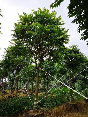 麻楝_麻楝面议_麻楝采购_东清园林绿化-花木易购