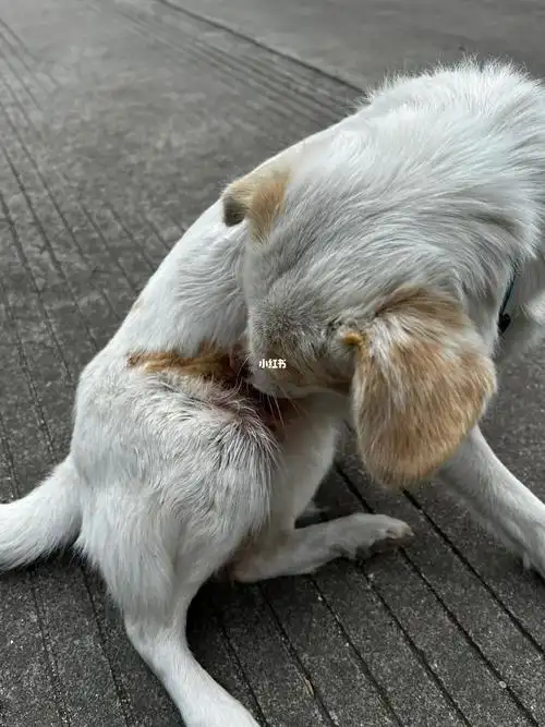 中午在楼顶喂狗,刚好碰到隔壁邻居,吓得缩成一团不敢动到底该怎么办