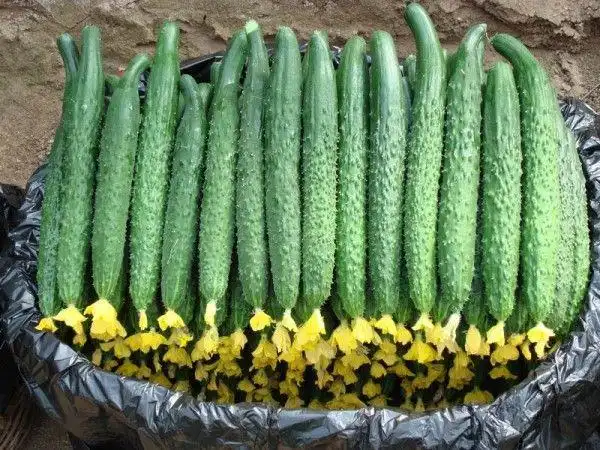 你还在吃拍黄瓜黄瓜这样做简单又好看手残党也能驾驭的做法