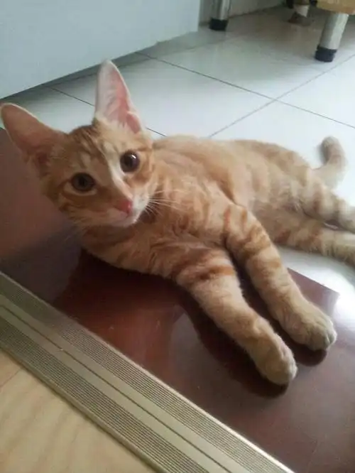 【济南】两只三个月黄狸花小兄弟【无偿】