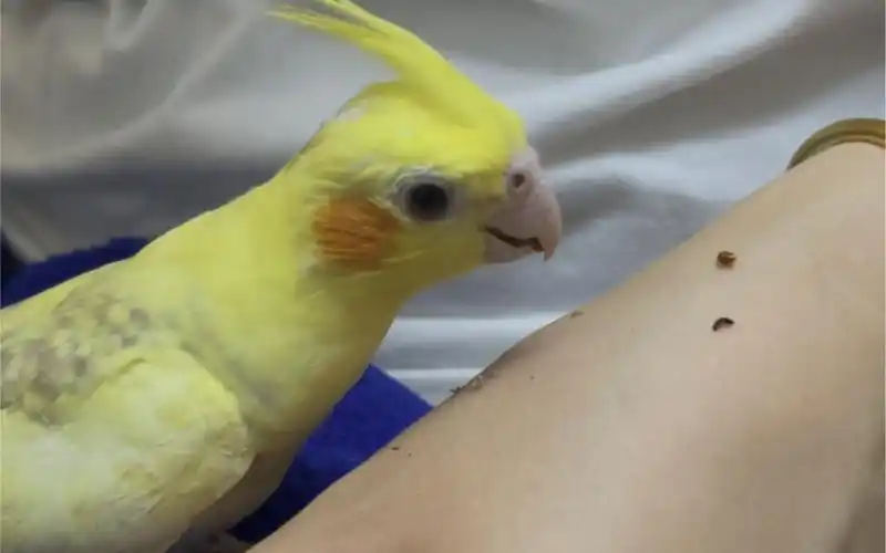 不愿自己吃东西的腮红鸡 玄凤鹦鹉 红脸古铜派特_哔哩哔哩_bilibili