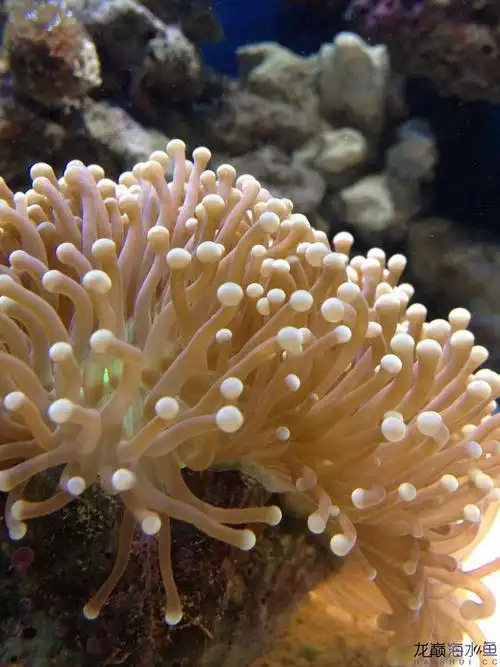 脑珊瑚伸出触须