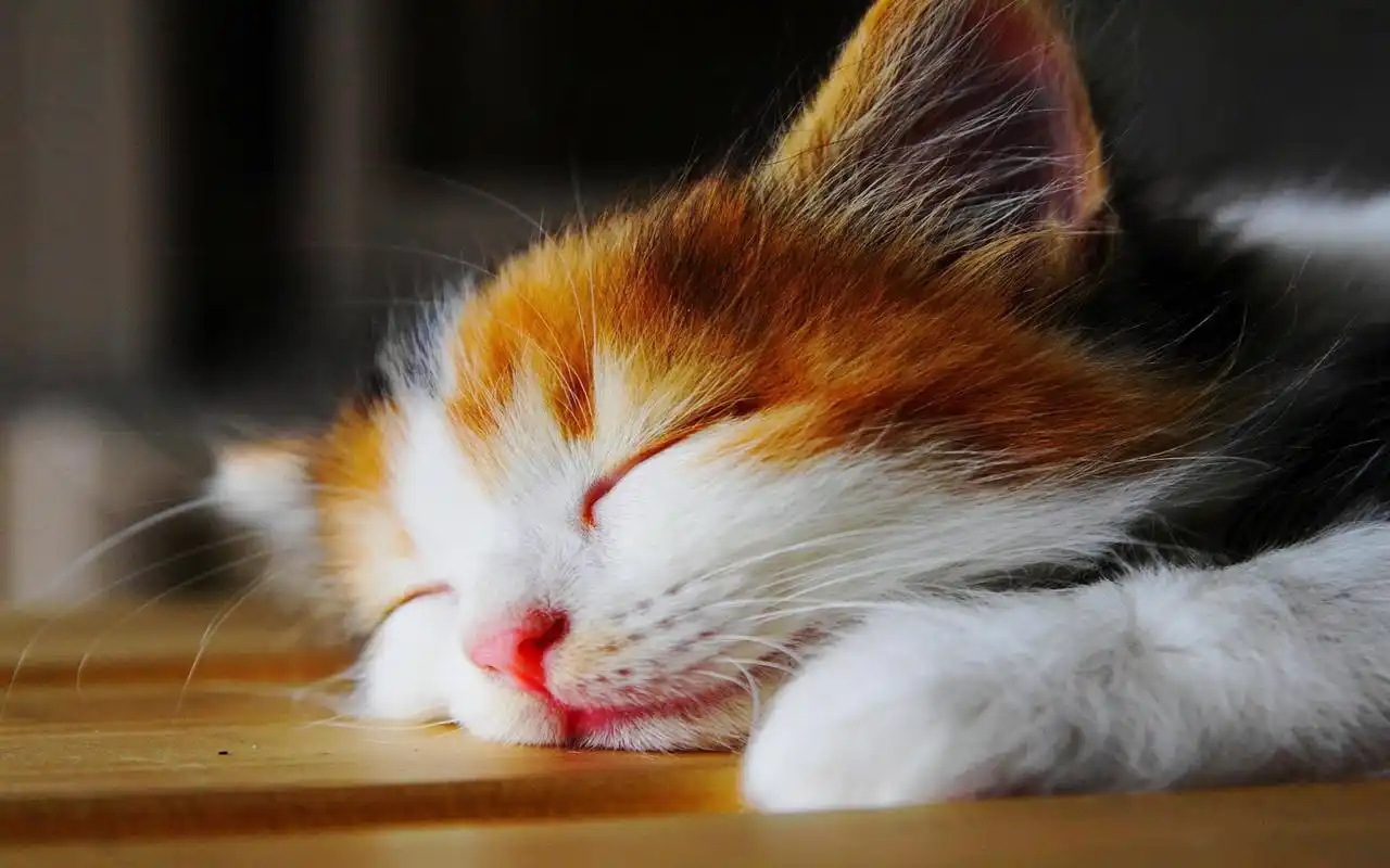 可爱呆萌猫咪高清桌面壁纸高清大图预览1920x1200_动物壁纸下载_美桌