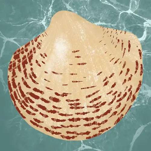 一些速涂的贝壳|插画|创作习作|achen_deer - 原创作品 - 站酷 (zcool