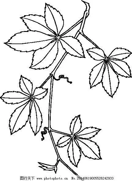 简笔画爬山虎手绘卡通绿色简约唯美爬山虎植物简笔