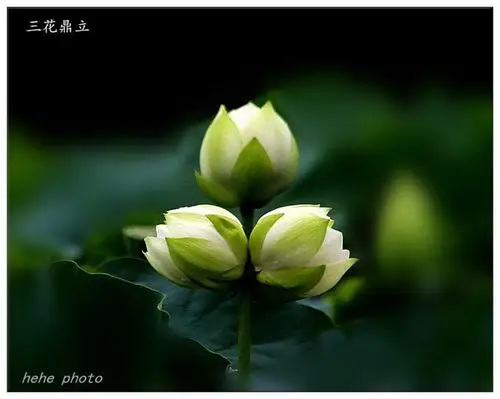 7.28去拍摄的这株并蒂莲,三朵花就已经绽放开了.