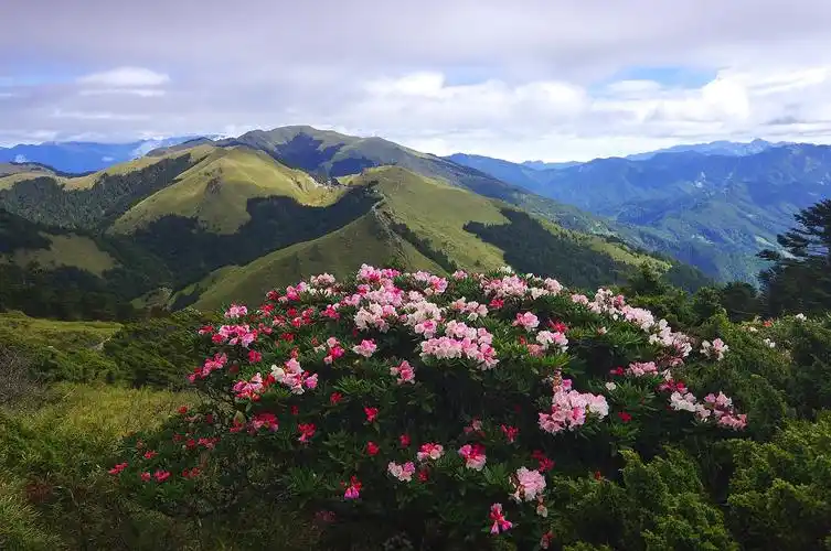 高山杜鹃