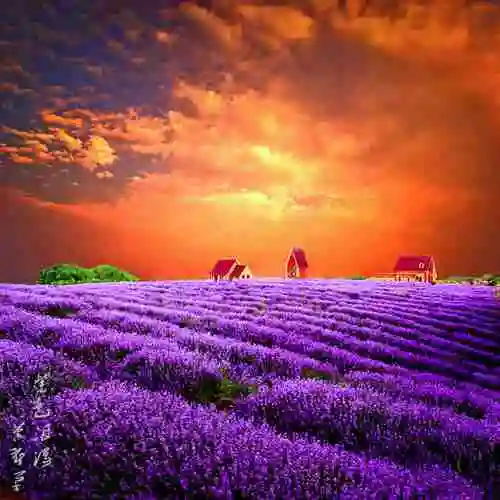 薰衣草微信头像图片大全点击鼠标右键下载