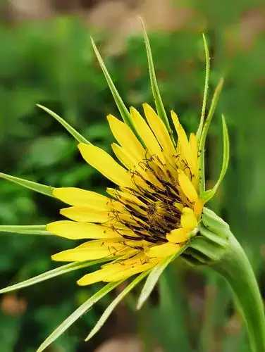 怒放的生命一一海边的黄花婆罗门参 - -浮萍- - 图虫