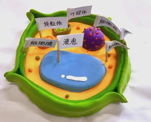 细胞模型制作盛宴,展现生物世界奥秘