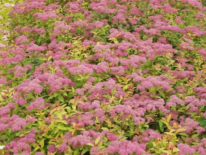 p>金焰绣线菊( i>spiraea x bumalda cv.
