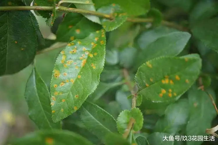 家庭养花中常见的植物病害(二)